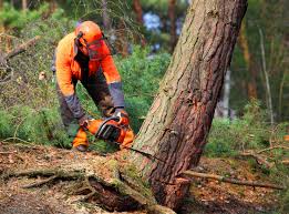 Best Lawn Watering Services  in Kentland, IN